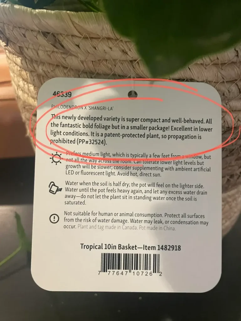 Why Some Plants Come With ‘No Propagation’ Tags 