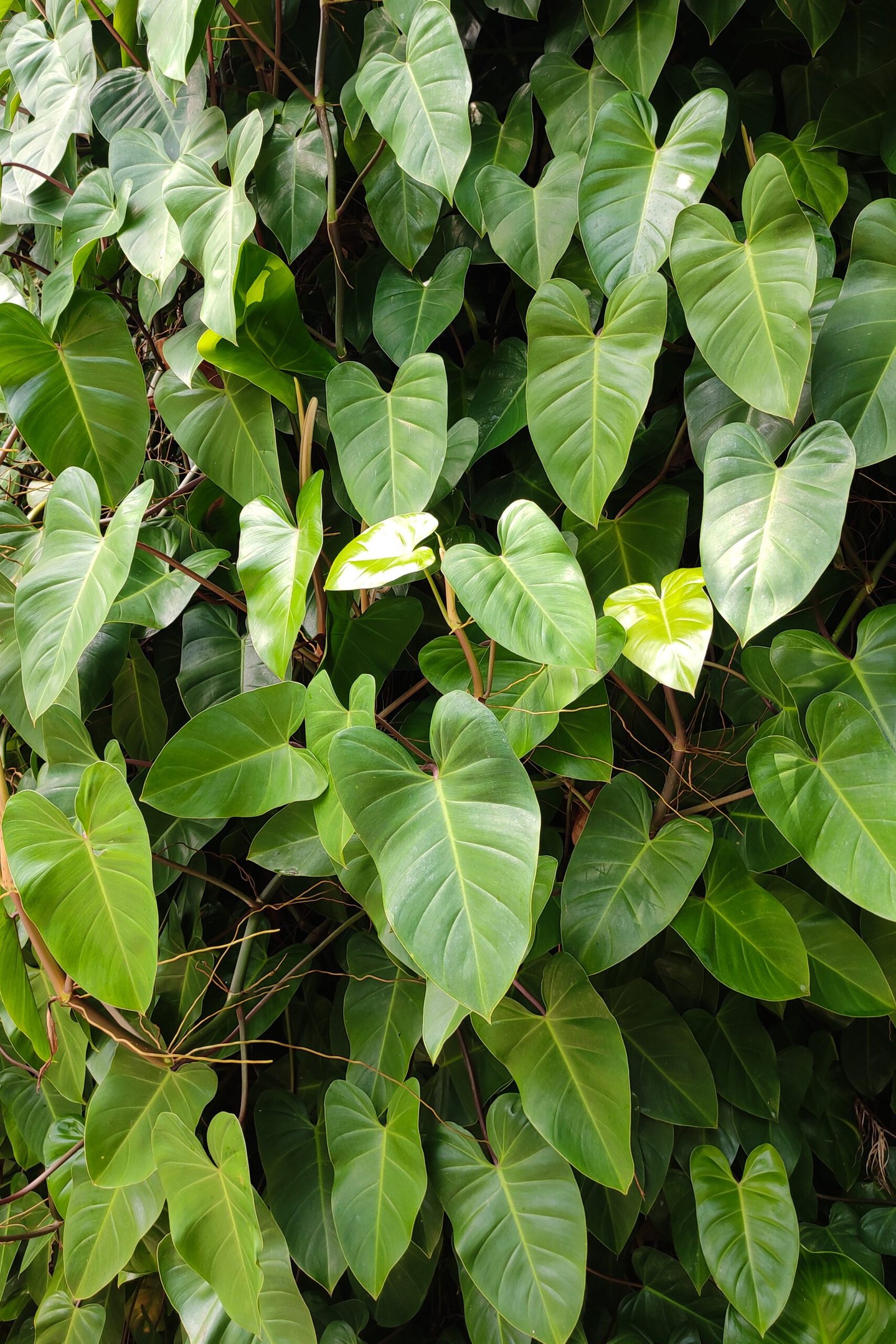 Heartleaf philodendron foliage (Philodendron hederaceum) showing how vines spread across a surface