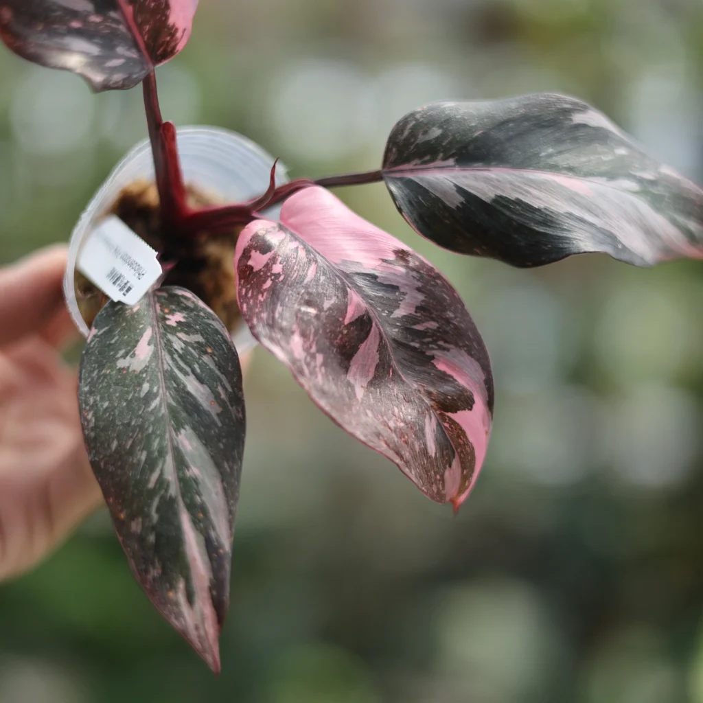 Pink-Princess-Philodendron