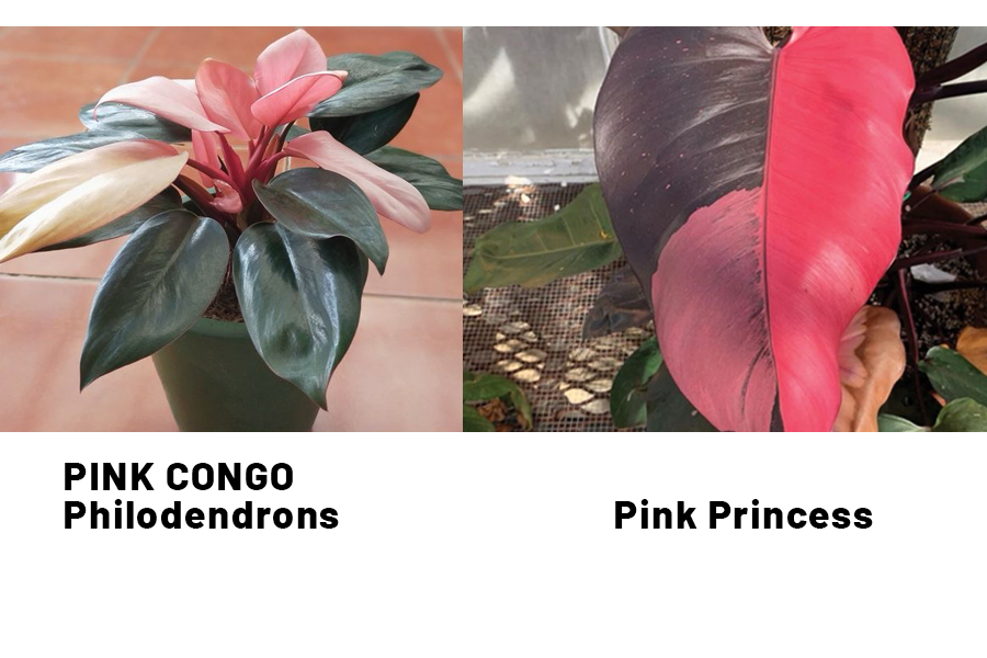 Philodendron Pink Princess vs. Pink Congo