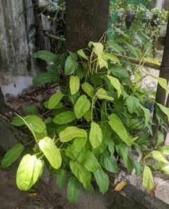 How to Care for a Lemon Lime Philodendron: Brighter Leaves, Longer Vines, and Fewer Mistakes?