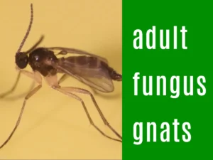 Adult fungus gnats
