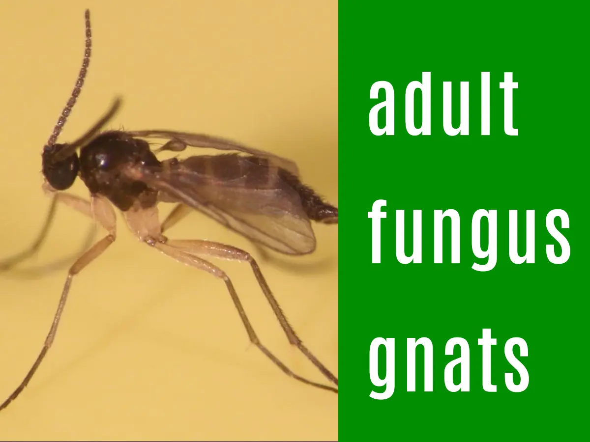 Adult fungus gnats