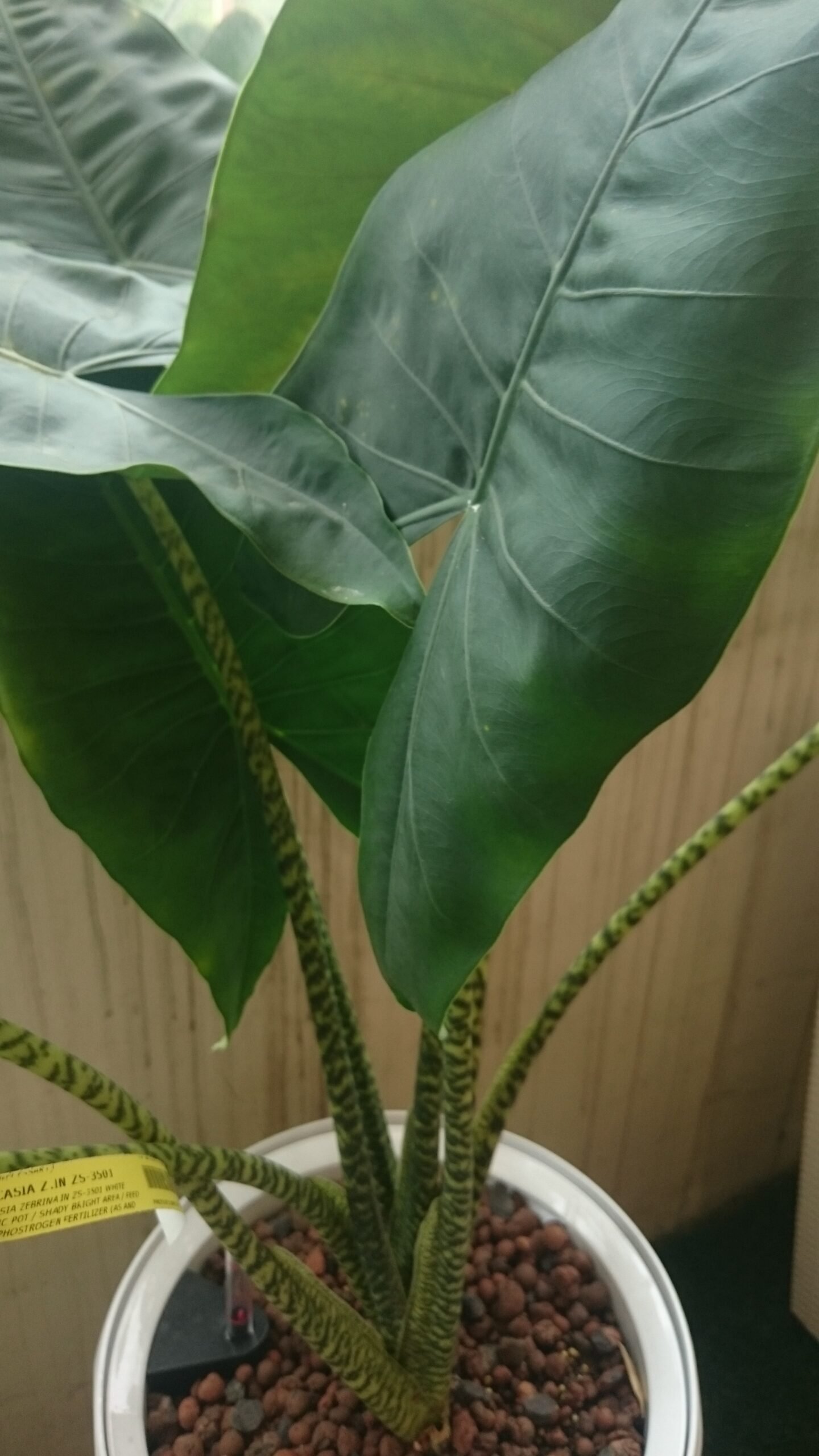 Alocasia example — a plant type that can show stress quickly after transport if roots and pests are not checked