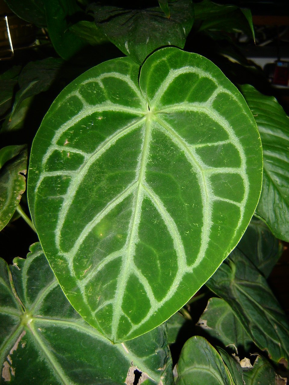 Anthurium leaf example — sensitive foliage that benefits from careful handling and stable humidity after purchase