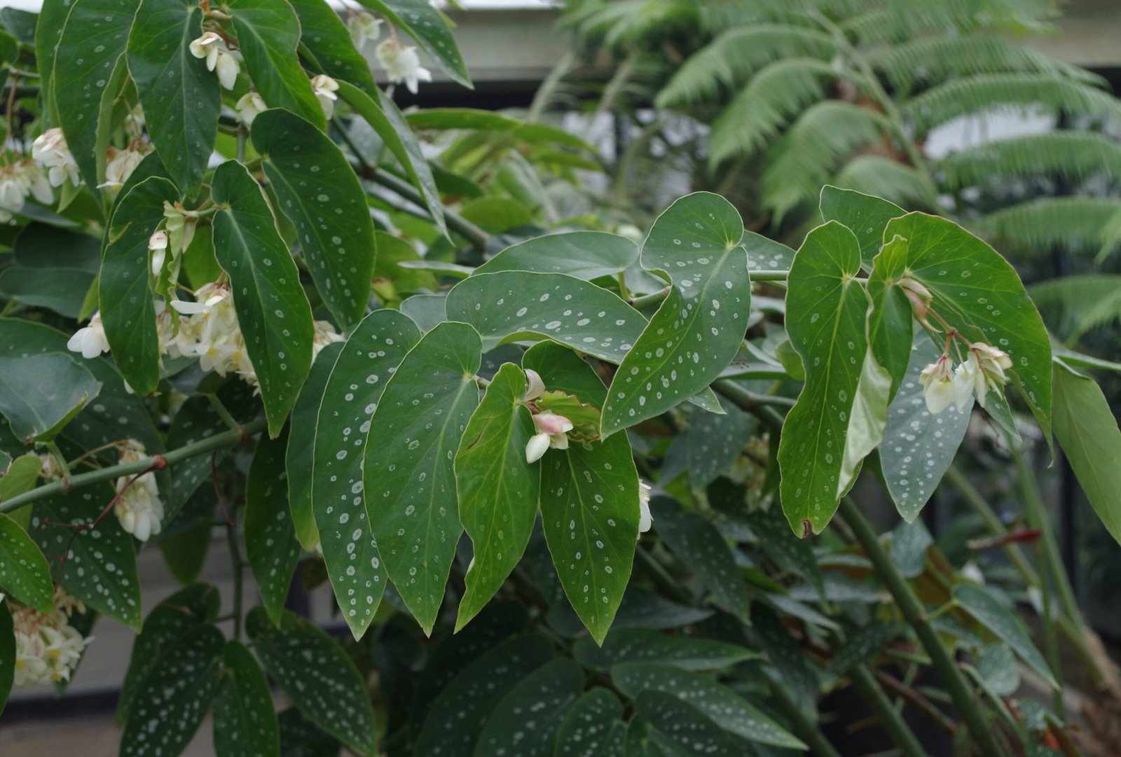Begonia maculata var. wightii leaves showing spotted pattern and cane-like growth habit