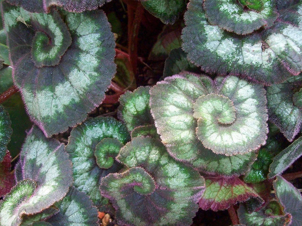 Begonia rex-cultorum (Rex Begonia) foliage close-up showing spiral leaf pattern