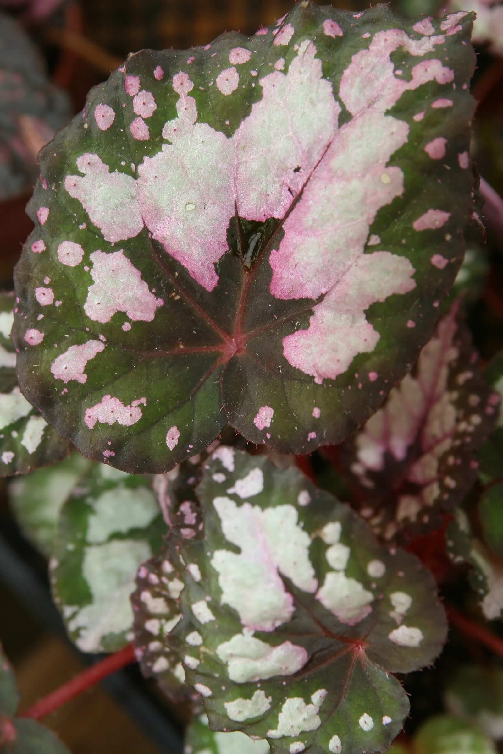 Begonia rex plant showing foliage and crown area—keep water out of the crown to reduce rot risk