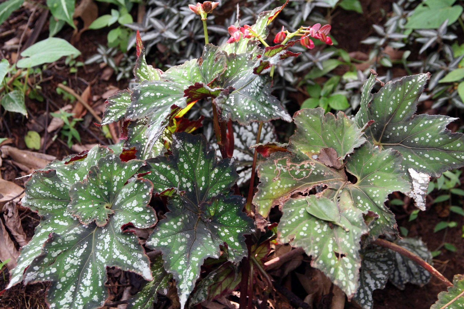 Begonia rex growth habit—rhizomatous types spread and benefit from stable, well-drained containers