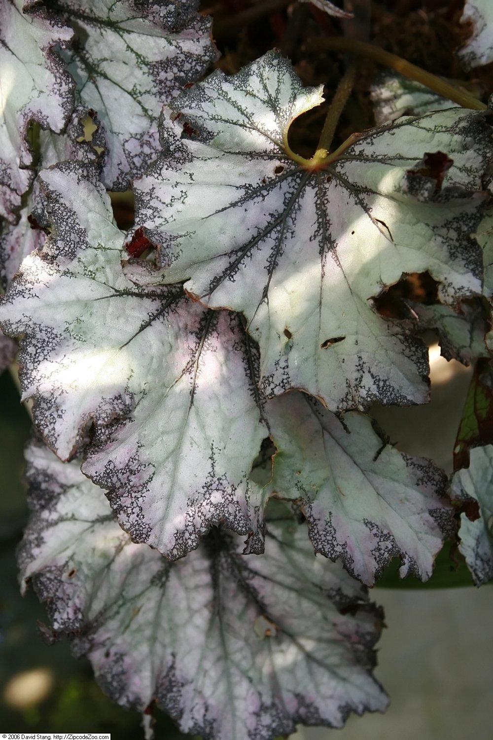 Begonia rex leaves showing patterned, reflective variegation that responds well to bright indirect light
