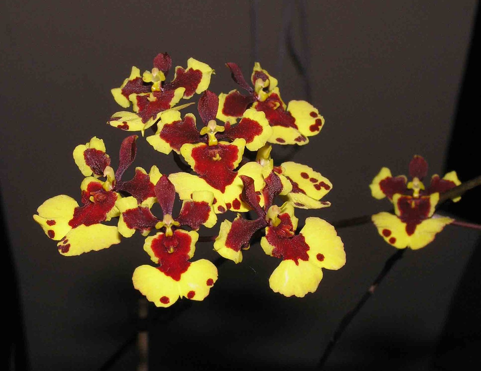 Rare Plant Festival Miami 2026 — orchid show-style display image