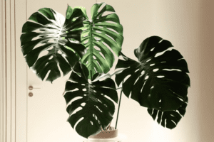 Monstera deliciosa Big leaf