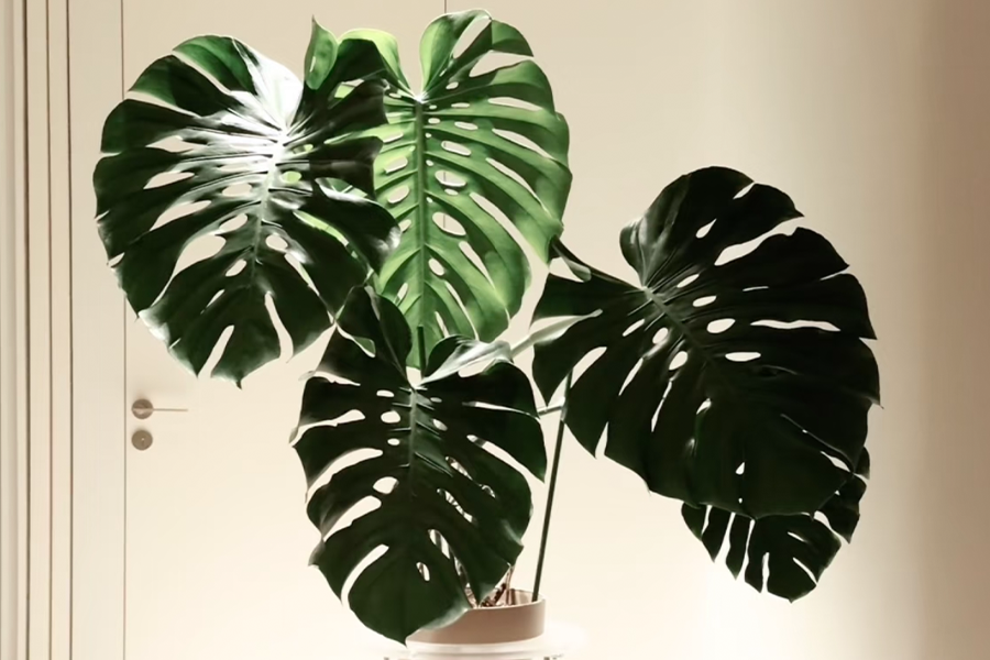 Monstera deliciosa Big leaf