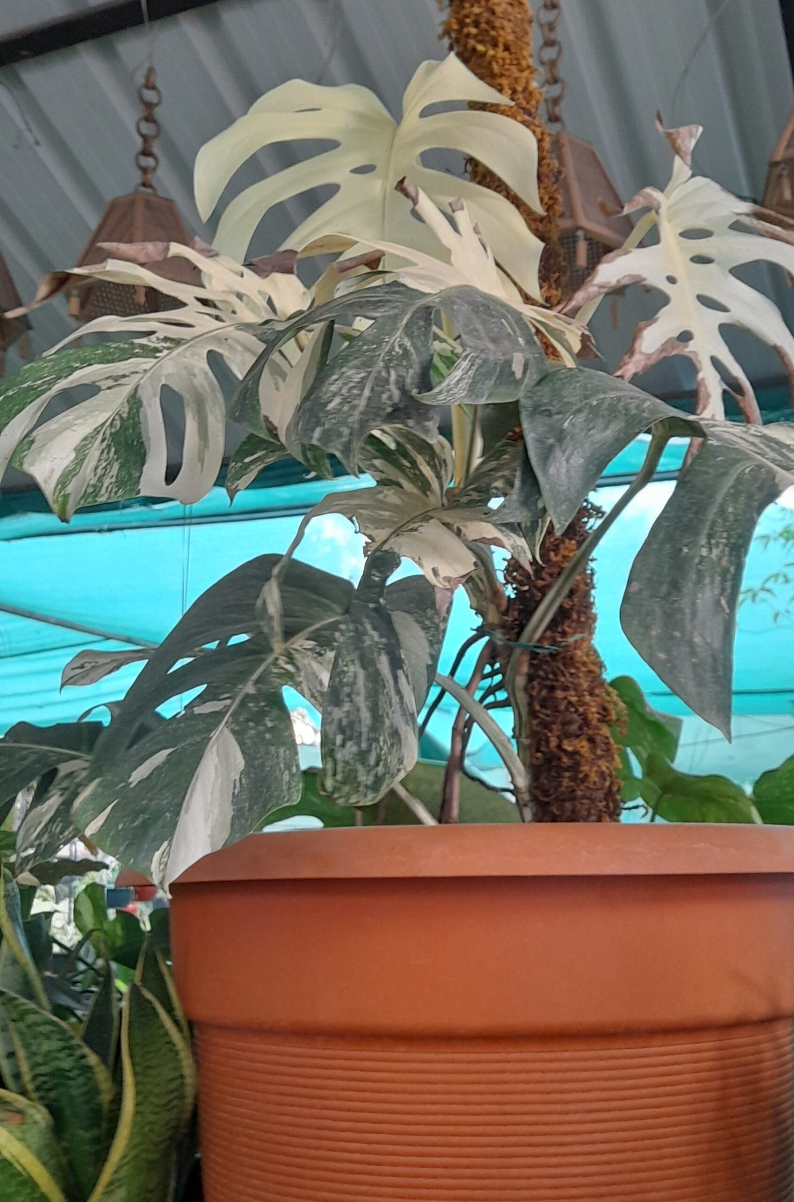 Variegated Monstera example — the kind of “rare foliage” buyers often compare at shows