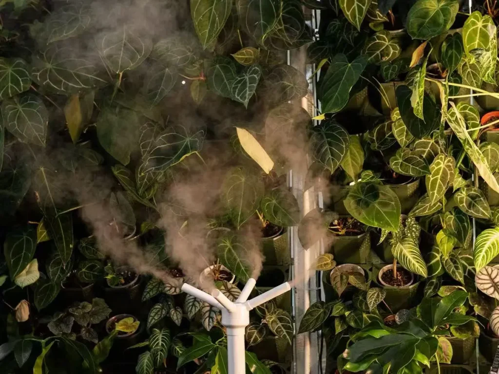 Plant Wall - The authurium wall made by leafplantgarden