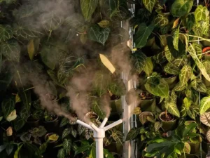 Plant Wall - The authurium wall made by leafplantgarden