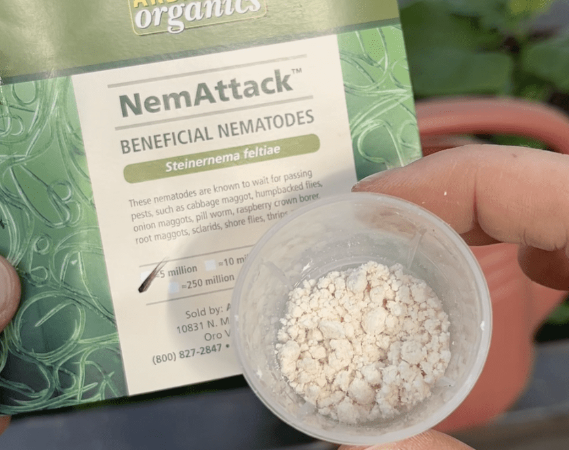 Beneficial nematodes are a biological option for persistent infestations—apply as a soil drench and keep media lightly moist for effectiveness.
