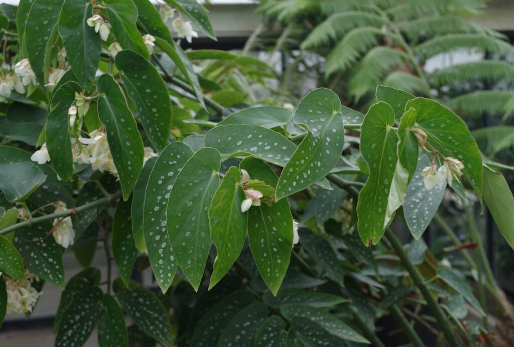 Begonia maculata var. wightii growing with clusters of pale flowers and spotted foliage