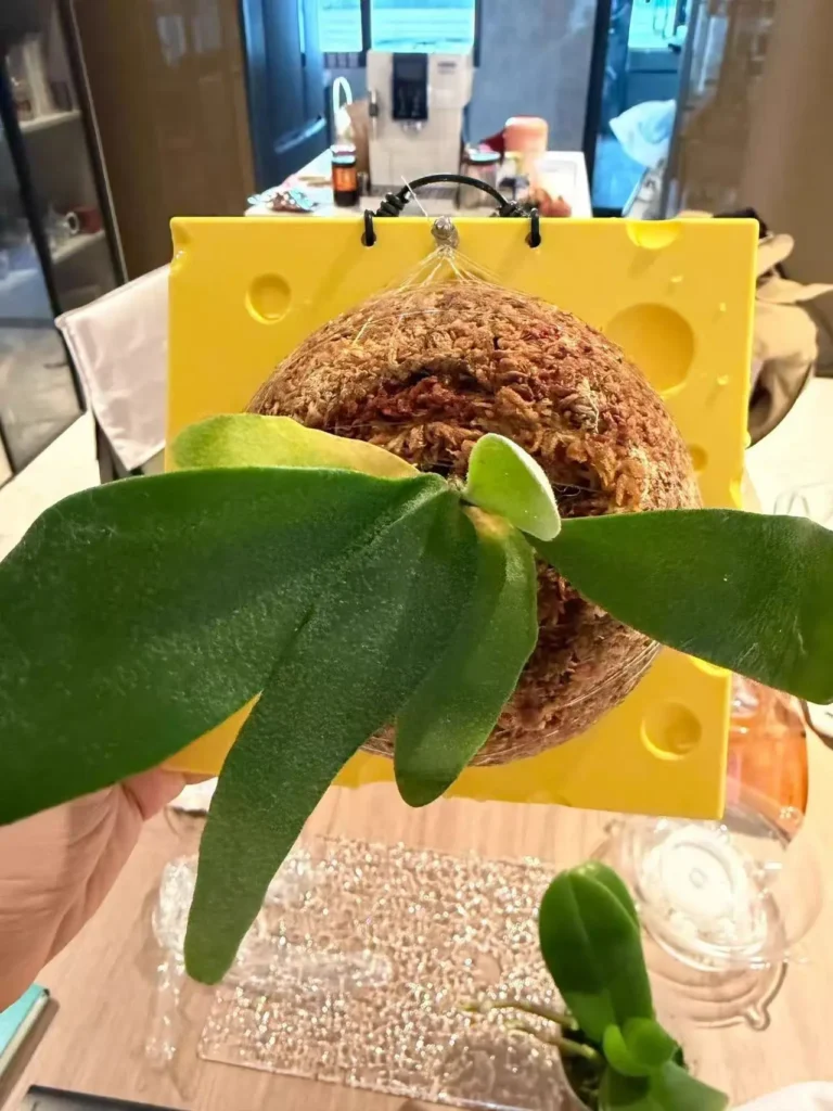 wall mounted planter for indoor plants from tropicalplantkit.com