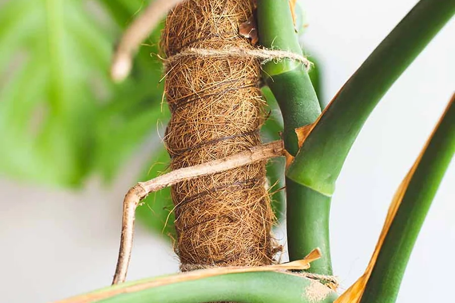 Monstera deliciosa climbing a coir moss pole with large fenestrated leaves