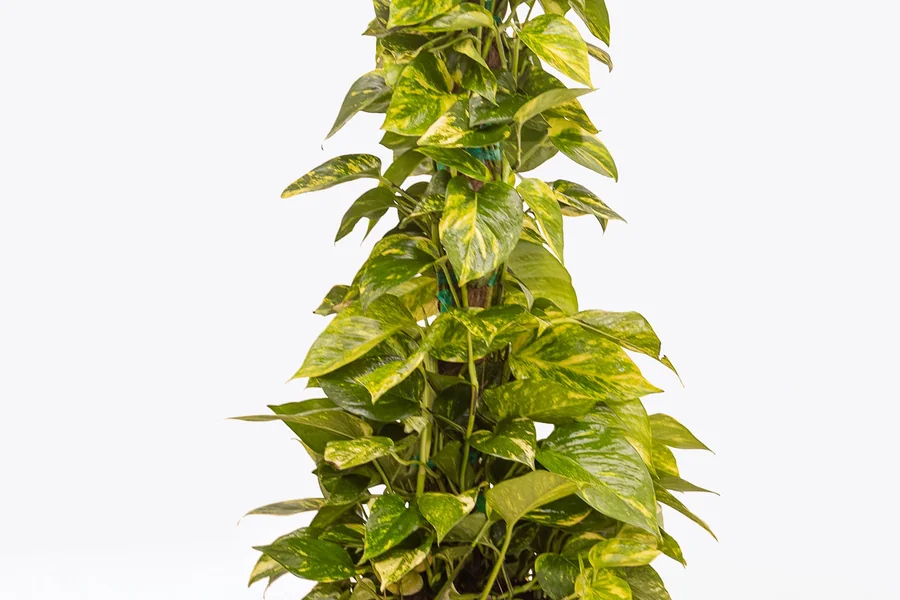 Golden Pothos trained to climb a tall pole with large mature leaves