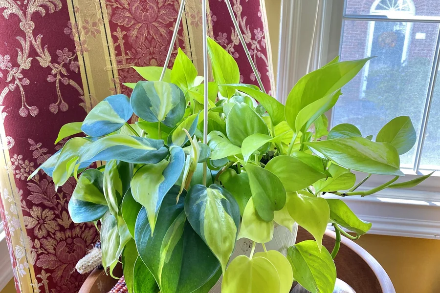 A hanging basket with a mix of neon Pothos and dark green Heartleaf Philodendron