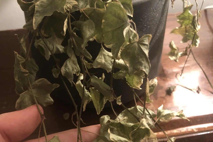 Houseplant with dry, crispy brown leaves due to underwatering