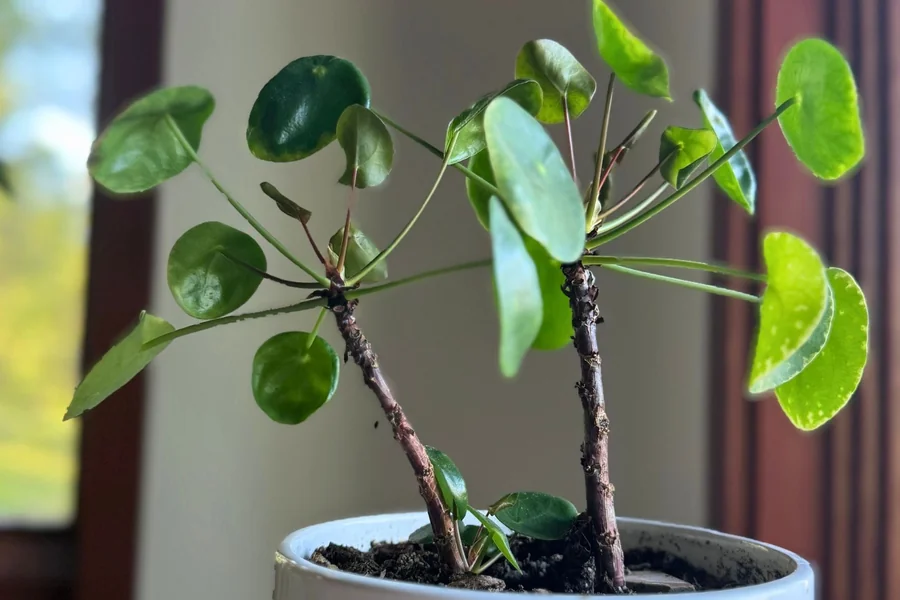 Leggy houseplant stretching toward a window due to insufficient light