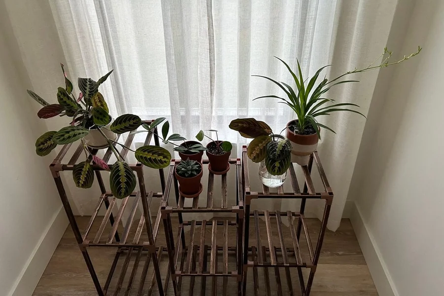 Houseplants thriving near a window with sheer curtains
