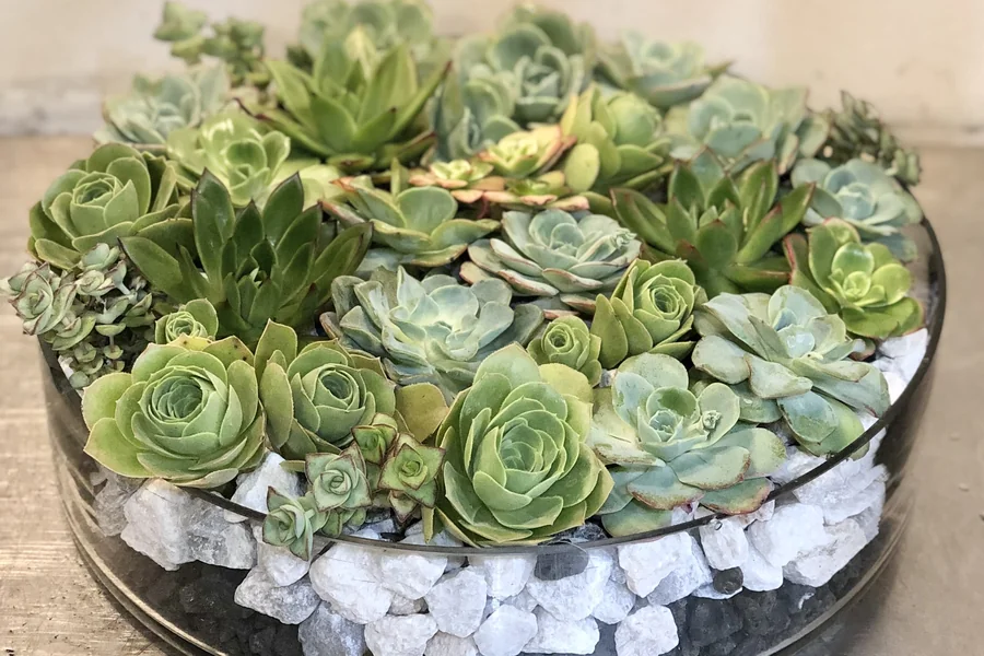 A shallow glass bowl filled with a dense arrangement of various succulents