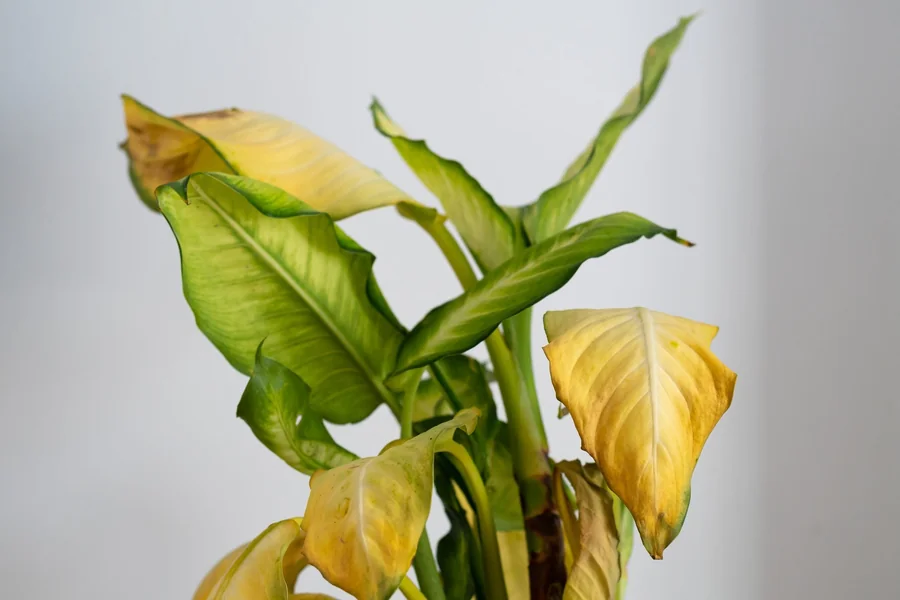 Houseplant with drooping yellow leaves caused by overwatering
