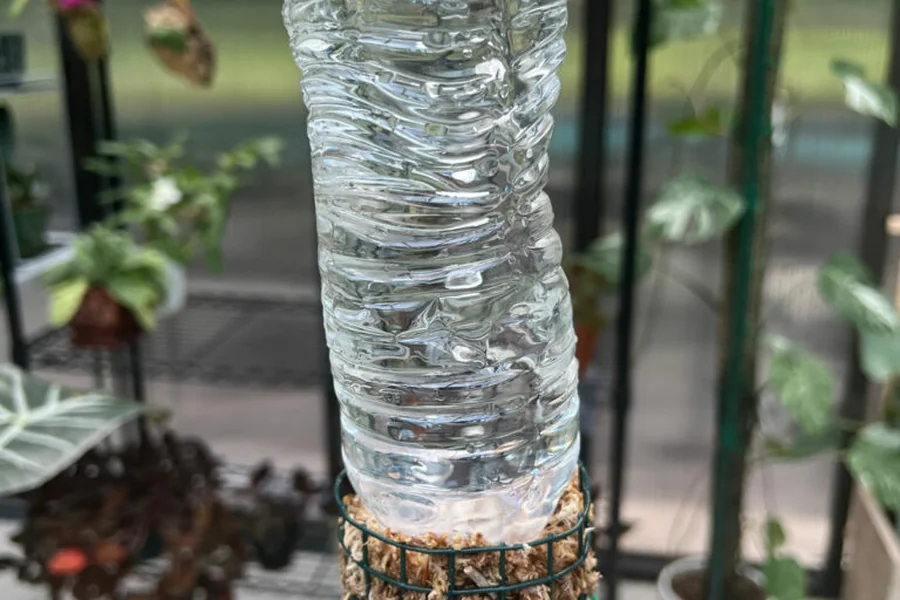 Inverted plastic water bottle used to slowly water a sphagnum moss pole