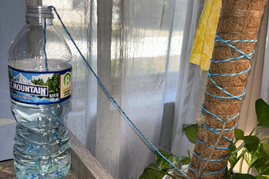 Spray bottle being used to mist and water a moss pole with climbing houseplant
